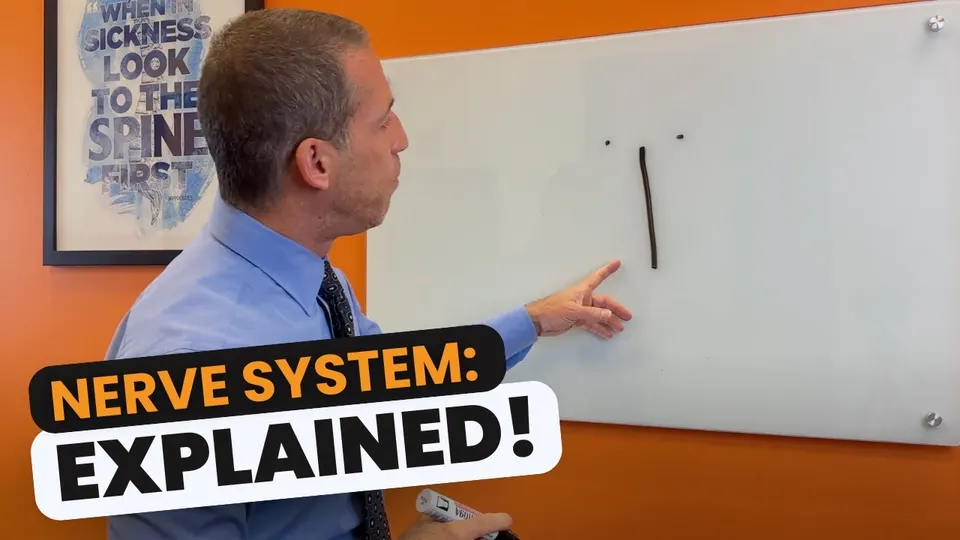 Nerve System: Explained