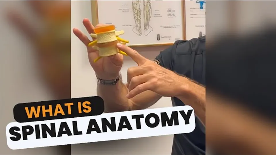 Spinal Anatomy Lesson